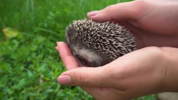 Hedgehog Deitado Nas Mãos Mulher Segurando Pequeno Bebê Ouriço Parque — Vídeo de Stock