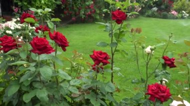 Yaz bahçesinde açan güzel kırmızı güller. Çimenlerde yetişen taze çiçekler.