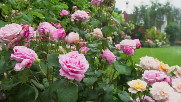 夏の庭に咲く美しいピンクのバラ 芝生の上で成長する花の新鮮な花 — ストック動画