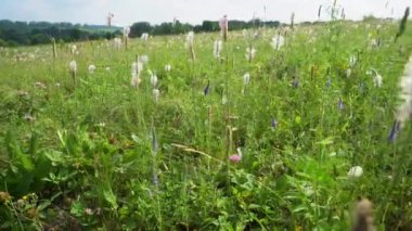 Çiçek açmış yaz çayırları. Çiçekler ve arılar açan tarla