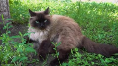 Siyam İran kedisi dışarıda çimenlerde dinleniyor. Kedi kuyruğunu hareket ettiriyor. Yaz bahçesinde yürüyen kedi