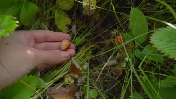 夏の庭で野生のイチゴを選ぶ 草原の草に果実を集める女性 旬の果物 生態系の自然食品 — ストック動画