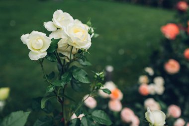 Yaz bahçesinde çiçek açan güzel beyaz güller. Parktaki çimlerde yetişen taze çiçekler..