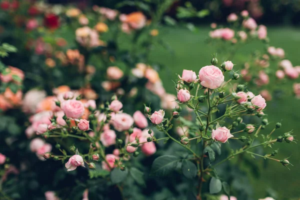 Belas Rosas Rosa Arbustos Florescendo Jardim Verão Flores Frescas Flor — Fotografia de Stock