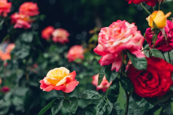 Vackra Röda Och Gula Rosor Buskar Blommar Sommarträdgården Färska Blommor — Stockfoto