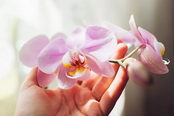 Falaenopsis Roxo Orchid Mulher Cuidando Plantas Casa Close Mãos Femininas — Fotografia de Stock