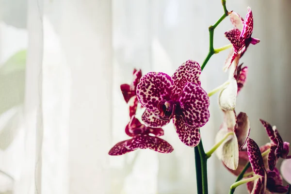 Falaenopsis Selvagem Orquídea Gato Casa Plantas Cuidado Close Flores Violetas — Fotografia de Stock