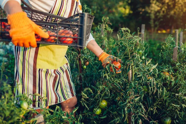 Жінка Фермер Яка Збирає Червоні Помідори Екологічній Фермі Кладе Коробку — стокове фото
