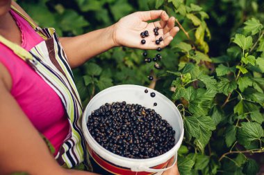 Bahçıvan elinde kuşüzümlü kova tutarak yaz bahçesinde böğürtlen topluyor. Kadın çiftlikten ekin topluyor. Doğanın hediyesi.