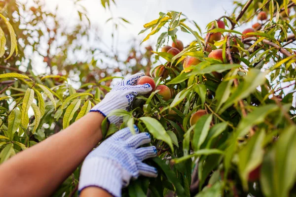 Збирання Персиків Жінка Збирає Стиглі Органічні Персики Літньому Саду Фермер — стокове фото