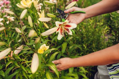 Bahçede taze nilüfer çiçeği tutan ve budama makinesiyle kesen bir kadın. Bahçıvan zambaklarla ilgileniyor. Bahçe işleri hobisi