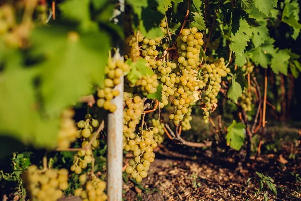 Cultivo Otoñal Uvas Mesa Finca Ecológica Uvas Verdes Delicia Colgando — Foto de Stock