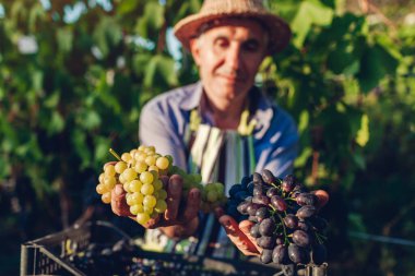 Ekolojik çiftlikten üzüm toplayan bir çiftçi. Yeşil ve mavi üzümleri elinde tutan mutlu kıdemli adam. Sonbahar hasadı. Bahçıvanlık