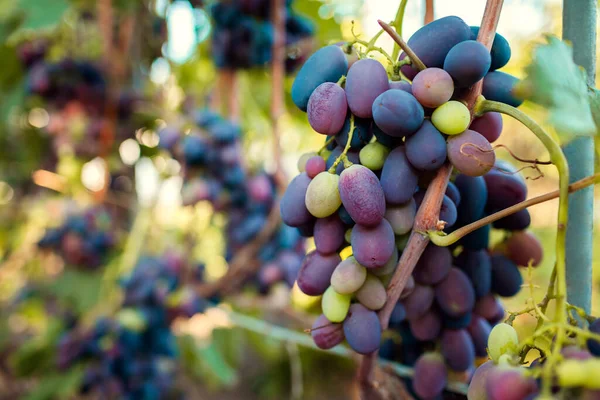 Cultivo Uvas Mesa Granja Ecológica Grandes Racimos Uva Azul Delicia — Foto de Stock