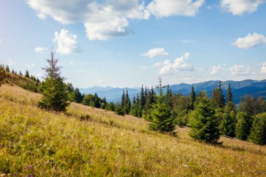 Karpat dağlarının güzel manzarası. Yaz Ukrayna manzarası. Mavi gökyüzü vahşi doğanın üstünde. Firavun ağacı ormanı. Turizm.