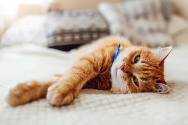 Ginger Kucing Santai Sofa Ruang Tamu Dikelilingi Dengan Bantal Pet — Stok Foto