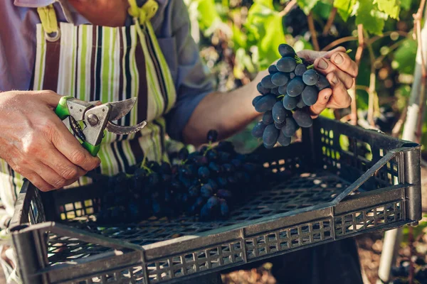 Farmer Picking Crop Grapes Ecological Farm Man Cutting Bunch Blue — Stock Photo, Image