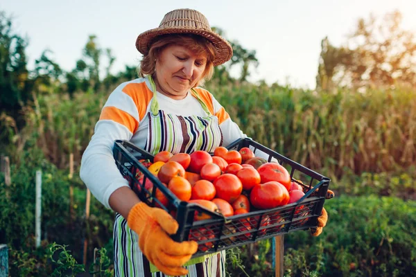 Жінка Фермер Тримає Коробку Червоних Помідорів Екологічній Фермі Збираємо Осінній — стокове фото