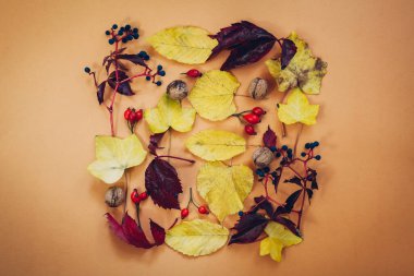 Sonbahar kompozisyonu. Sonbahar kırmızısı, sarı yapraklar, böğürtlen ve fındıktan yapılmış kare çerçeve. Düz konum, üst görünüm, kopyalama alanı.