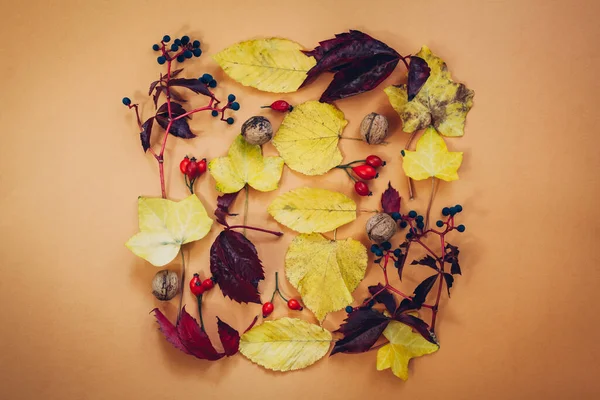 Sonbahar kompozisyonu. Sonbahar kırmızısı, sarı yapraklar, böğürtlen ve fındıktan yapılmış kare çerçeve. Düz konum, üst görünüm, kopyalama alanı.