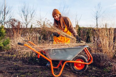 Sonbahar bahçe temizliği. Süslü otları budamak. Kadın bahçıvan paniklemeyi keser ve el arabasına koyar. Sonbaharda bitkilerle ilgilenmek.