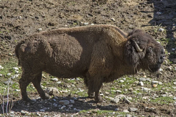 Wisente Europa Auch Wisent Genannt Gehören Zur Gattung Wildrinder — Stockfoto