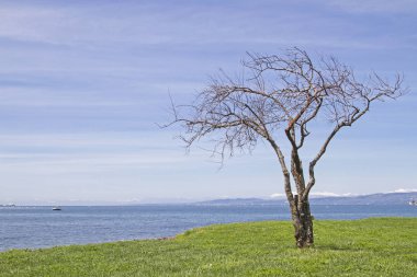 Ankaran Slovenya yakınındaki pastoral küçük yarımada sizleri rahatlamaya davet ediyor