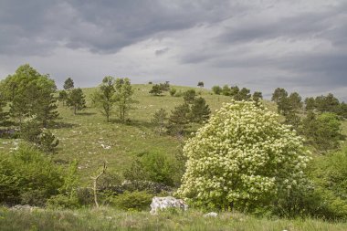 Istria iç onun pastoral kırsal bir yürüyüş ve dağ bisikletçileri için cennet ile