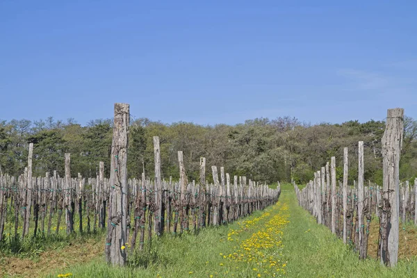 Güneyde Istria üzüm bağları ile manzara