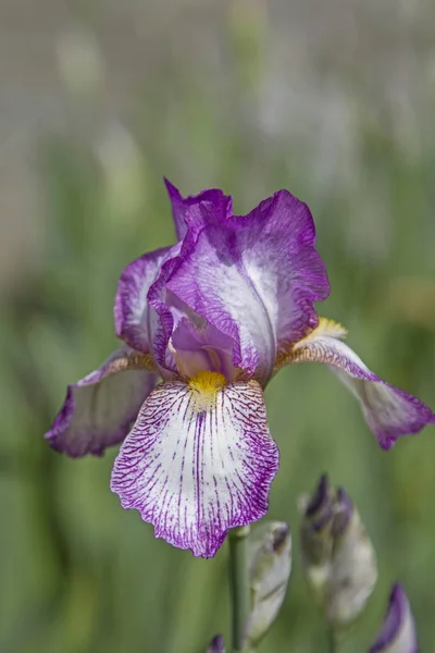 Iris Populär Prydnads Blomma Inte Bara Vilt Men Också Många — Stockfoto