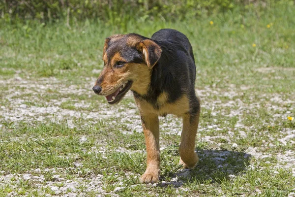 クロアチア語通り犬 クロアチアの孤独 Mirnatal のフリー ランニング雑種犬の訪問 — ストック写真
