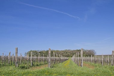 Güneyde Istria üzüm bağları ile manzara
