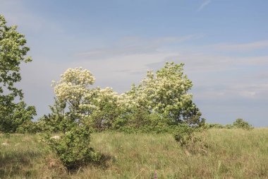 Istria iç onun pastoral kırsal bir yürüyüş ve dağ bisikletçileri için cennet ile
