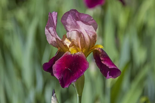 Iris Populär Prydnads Blomma Inte Bara Vilt Men Också Många — Stockfoto