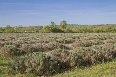Bahar, onlar çiçek gibi olmayacak bir kaç hafta içinde lavanta alanları