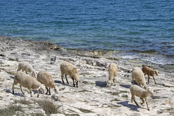 Sheeps Istrië Vindt Grassen Eten Karst Schiereiland Van Kamenjak — Stockfoto