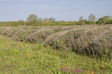 Bahar, onlar çiçek gibi olmayacak bir kaç hafta içinde lavanta alanları
