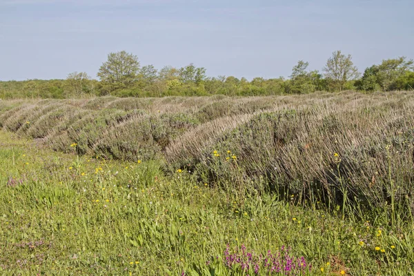 Bahar, onlar çiçek gibi olmayacak bir kaç hafta içinde lavanta alanları