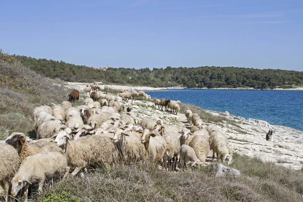 Ovejas Istria Encontrarán Hierbas Alimentos Península Kárstica Kamenjak — Foto de Stock