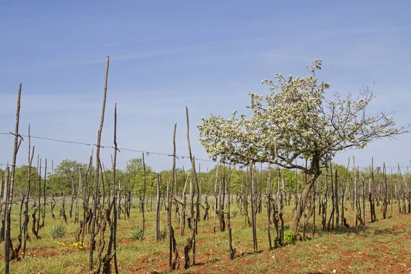 Spring Istria Vineyard Flowering Fruit Tree Interior — Stock Photo, Image