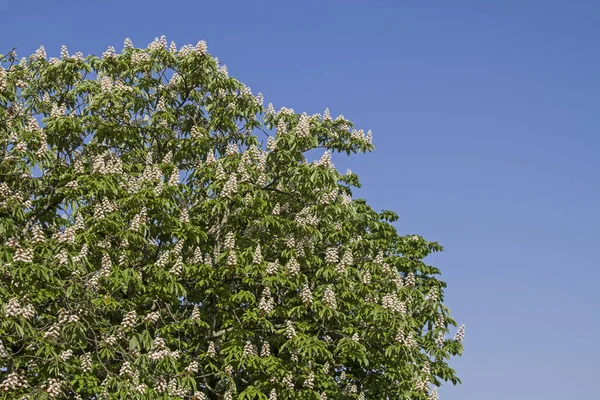 Chestnut Blossom Spring Front Blue Sky — Stock Photo, Image