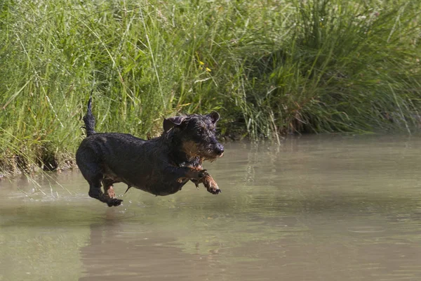 Enthusiastic Rough Haired Dachshund Exercises Water Work — Stock Photo, Image