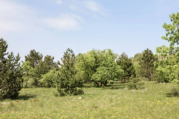 Inre Istrien Med Dess Idylliska Landskap Ett Paradis För Alla — Stockfoto