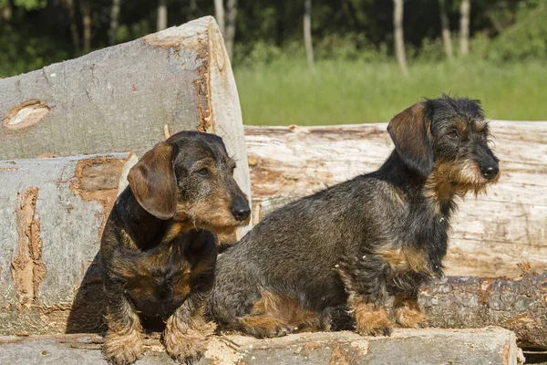 Zwei Dackel Stehen Auf Einem Holzstapel Wald — Stockfoto