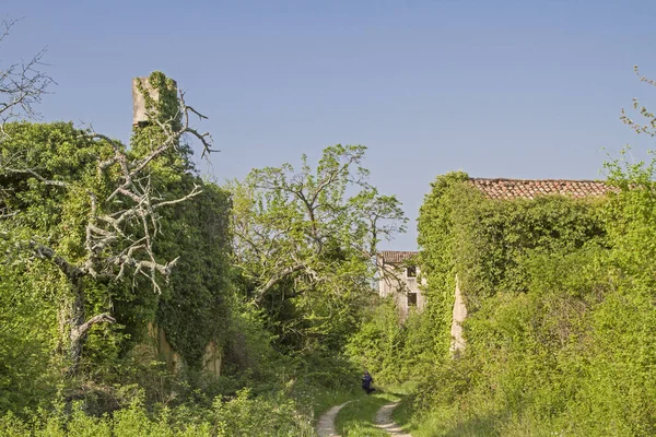 Maisons Abandonnées Tombées Idylliquement Envahies Plantes Caractérisent Paysage Idyllique — Photo