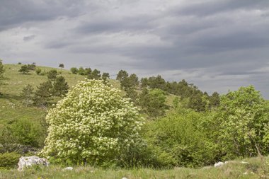 Istria iç onun pastoral kırsal bir yürüyüş ve dağ bisikletçileri için cennet ile