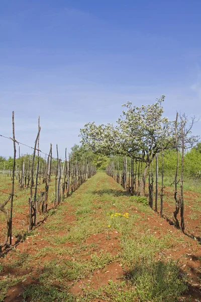 Spring Istria Vineyard Flowering Fruit Tree Interior — Stock Photo, Image