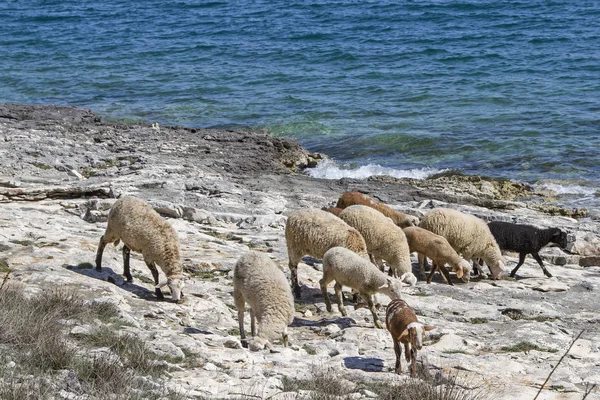 イストリア半島の羊は草やカルスト Kamenjak 半島の上に食べ物を見つける — ストック写真
