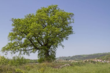Kostanjica - Mirna Vadisi yüksek bir tepe üzerinde pastoral küçük dağ köyü