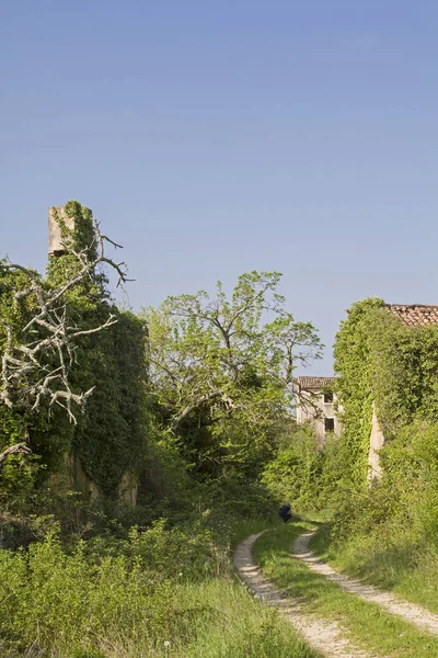 被遗弃和倒塌的房屋 Idyllically 的植物 描绘了田园风光 — 图库照片